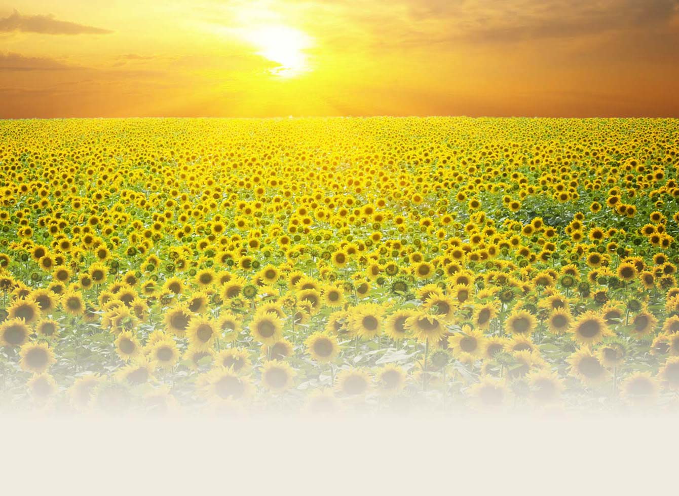 backgroundart image